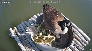 Baby geese hatching DIY nest box [upl. by Dibri]