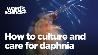 Caring and Culturing for Daphnia [upl. by Danita]