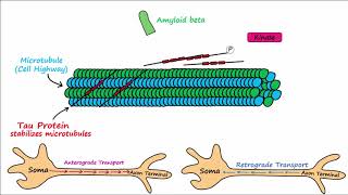 1  Introduction to pathology  etiology pathogenesis morphology terms homeostasis apoptosis [upl. by Toiboid982]