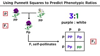 Mendelian Genetics and Punnett Squares [upl. by Bruno827]