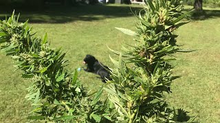 Growing Cannabis Harvest Time [upl. by Annavahs716]