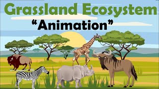 GRASSLAND ECOSYSTEM  Animation [upl. by Jud]