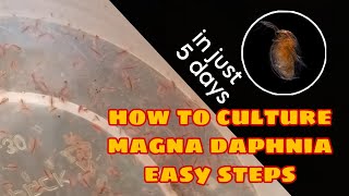 How to Culture Magna Daphnia Easily [upl. by Legnaros349]