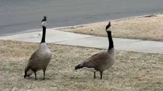 Canada Geese Honking amp Flying Off [upl. by Llenrap]