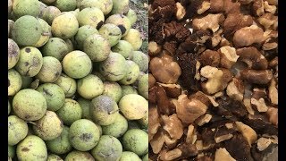 Black Walnut Harvesting From Start to Finish [upl. by Macomber]