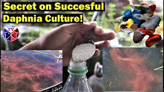 How to Culture Daphnia Successfully [upl. by Jim]