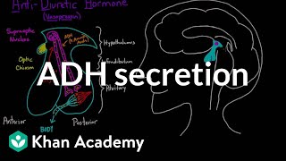 ADH secretion  Renal system physiology  NCLEXRN  Khan Academy [upl. by Enajyram]