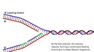 DNA Replication The Process Simplified [upl. by Gnuh]