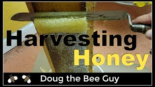 Harvesting Honey  How to harvest honey from a beehive [upl. by Stochmal]