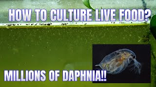 How to Culture Daphnia Secret Method to Breed MILLIONS  Simply Aquatic [upl. by Benilda558]