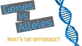 Genes vs Alleles [upl. by Haze703]