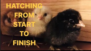 Hatching Chicken Eggs from Start to Finish Incubated Full 22 day series in one video [upl. by Yenruoj501]