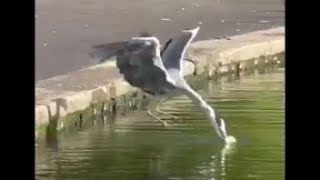 GOSLINGS ATTACKED by HERON CROW and SEA GULL [upl. by Tratner]