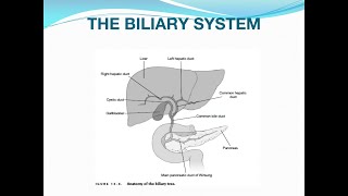 Acute Cholecystitis and Cholangitis [upl. by Aerdnat55]