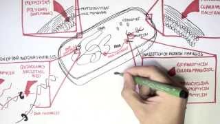 Microbiology  Antibiotics Mechanisms of Action [upl. by Claudetta428]