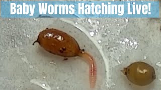 Baby Worms Hatching Live  Red Wiggler Babies [upl. by Amikat590]