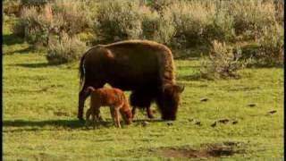 American Prairie Profiled by National Geographic [upl. by Sherris650]