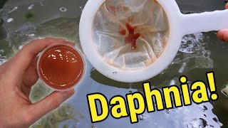 How I Culture Daphnia In Outdoor Tubs [upl. by Attenrev668]