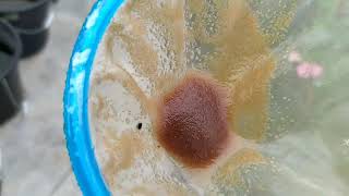 How to culture daphnia moina in a small container Part 1 English Subtitle [upl. by Amaris]