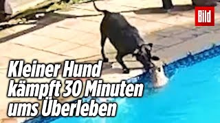 Hund rettet seinen Freund vor dem Ertrinken herzzerreißend 💔 [upl. by Ruhtracam]