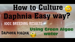 Daphnia MagnaHow to Culture Daphnia Easy wayCulturing Daphnia using Green water Daphnia [upl. by Atinas]