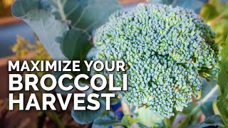 5 MUSTFOLLOW Tips for Harvesting Broccoli [upl. by Attennek]