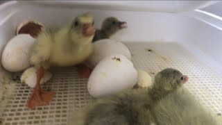 Goslings hatching [upl. by Eicrad]