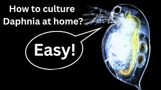 BEST Live Fish Food Beginner guide How to Culture Daphnia at home [upl. by Andriette]