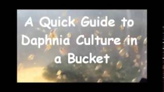 How to culture daphnia outside [upl. by Aihsatal]