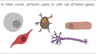 DNA Chromosomes amp Genes [upl. by Rue]