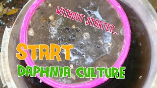 How to culture daphnia moina the easy way 1  Starting the Daphnia culture [upl. by Aisena]