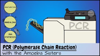 PCR Polymerase Chain Reaction [upl. by Dupin229]