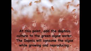 Daphnia  How to grow daphnia in your home [upl. by Sirraf]