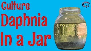 How to Culture Daphnia in a Jar [upl. by Lock717]