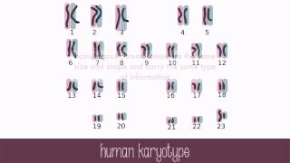 Genes and Chromosomes [upl. by Litt]