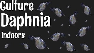 How to Culture Daphnia [upl. by Asile933]