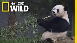 Giant Pandas 101  Nat Geo Wild [upl. by Weissmann886]