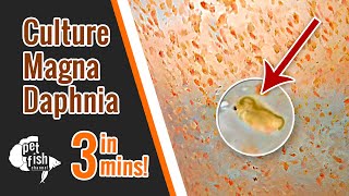 How to culture DAPHNIA MAGNA  The easy way [upl. by Higgs343]