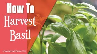 How to Harvest Basil for Continuous Plant Growth [upl. by Hewitt]