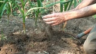 Harvesting Curing and Storing Garlic [upl. by Ahtebat]