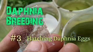 Daphnia Culture made simple and easy 3  Hatching Daphnia eggs [upl. by Ardnuhs]