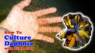 How to Culture Daphnia with ZERO Cost  Unlimited Live Food For Our Fish [upl. by Erdei718]