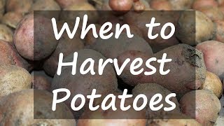 When to Harvest Potatoes [upl. by Atihana]