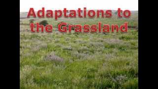 Grassland Adaptations [upl. by Kalk]