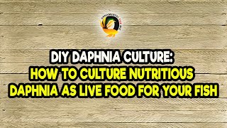 DIY Daphnia Culture How to Culture Nutritious Daphnia as Live Food for Your Fish [upl. by Cathyleen16]