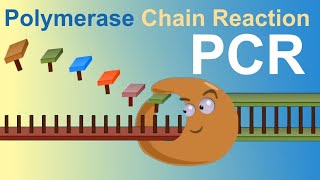 PCR  Polymerase Chain Reaction IQOGCSIC [upl. by Baryram]