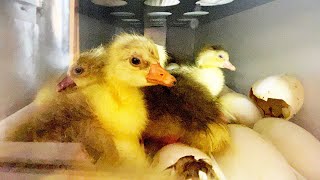 Welcome to the world goslings Hatching start to finish [upl. by Lenka695]