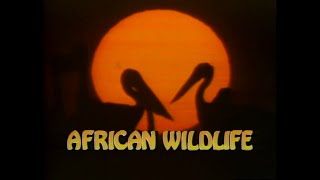 National Geographic Video African Wildlife 1986 [upl. by Gilbye]