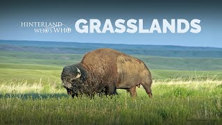 Canadas Grasslands [upl. by Sadonia]