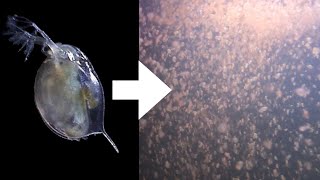 How I Culture Daphnia [upl. by Aveline55]